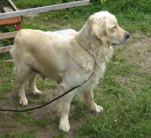 pui golden retriever