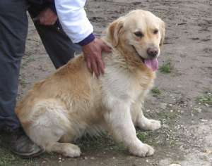 pui golden retriever