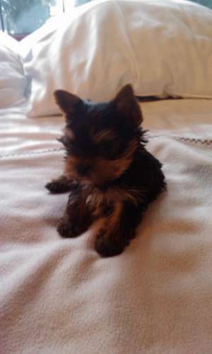 Vand Yorkshire Terrier mascul 7 saptamani
