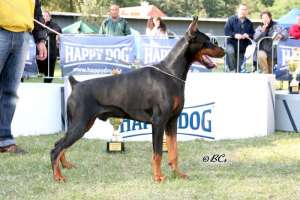 dobermann pui