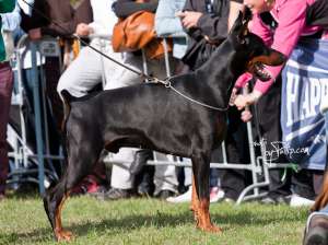 dobermann pui