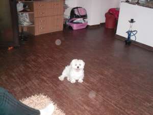caut femela bichon maltez pentru imperechere