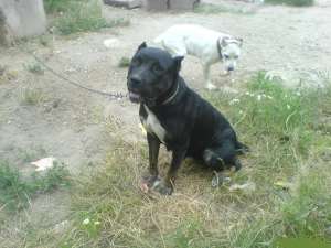 Vand femela CANE CORSO