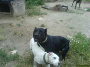 Vand femela CANE CORSO