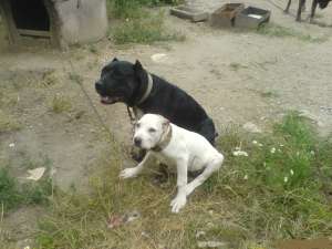 Vand femela CANE CORSO