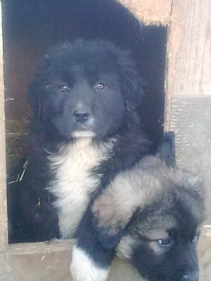 ciobanesc caucazian