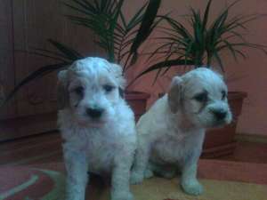 Vand lagotto pt trufe