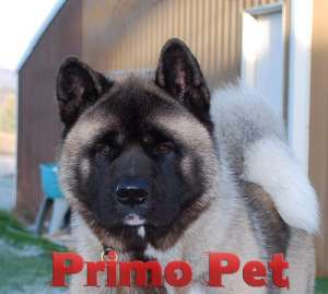 Vanzare Akita American