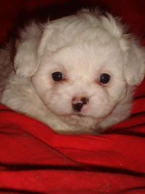 pui bichon maltese