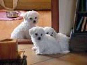 VAND CATEI BICHON FRISE