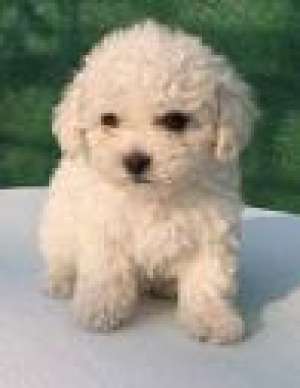 VAND CATEI BICHON FRISE