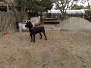 Vand doua femele cane corso
