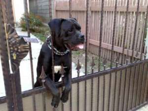 Vand doua femele cane corso