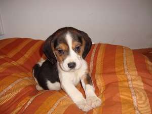Pui de BEAGLE de vanzare
