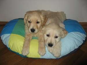 Pui de Golden Retriever si Labrador Retriever de vanzrae