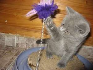Pisici British Shorthair Blue si Scotish Fold de vanzare