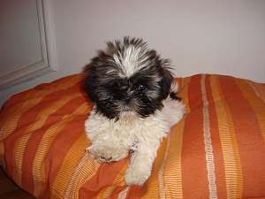 Pui de Shih-Tzu de vanzare