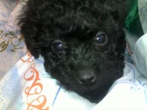 Vand BICHON negru