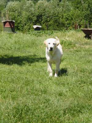 ofer mascul labrador retriever pt monta