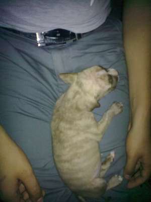 vand pittbull