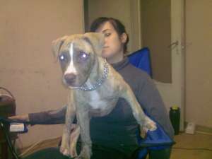 vand pittbull