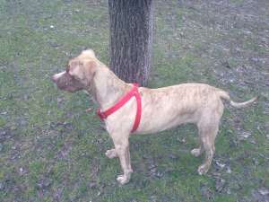 vand pittbull