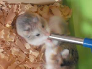vand hamsteri
