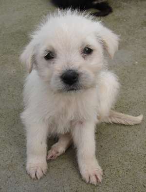 Adopta un catelus din cei 120 de la ADAPOSTUL Primariei