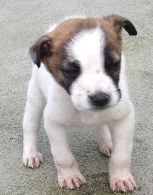 Adopta un catelus din cei 120 de la ADAPOSTUL Primariei