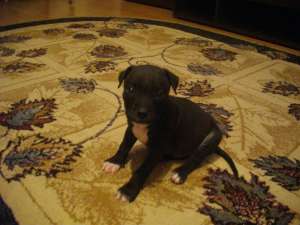 Vand caine amstaff 4 luni