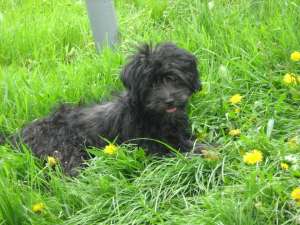 Ofer spre adoptie caniche pitic negru