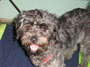 Ofer spre adoptie caniche pitic negru