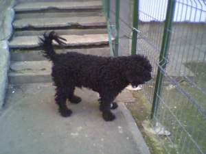 MASCUL CANICHE CAUT MONTA