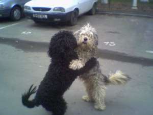 MASCUL CANICHE CAUT MONTA