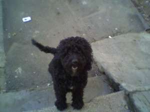 MASCUL CANICHE CAUT MONTA