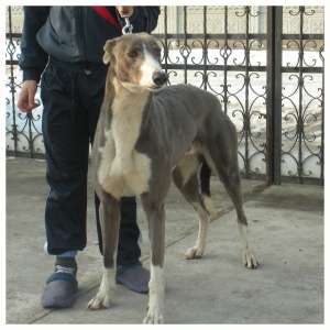 ogar greyhound pt monta cu pedigree