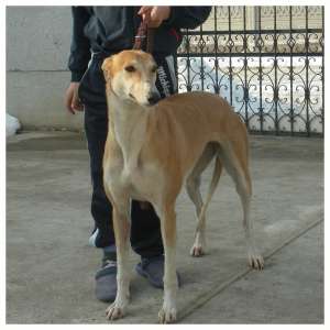 ogar greyhound pt monta cu pedigree