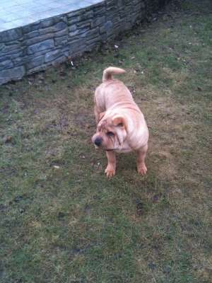 CAINE SHAR-PEI