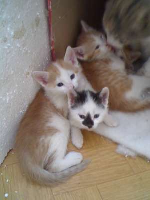 ofer gratuit pisicute si  motanei adorabili
