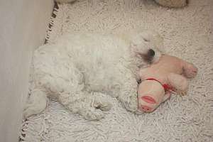 Bolognese Bichon