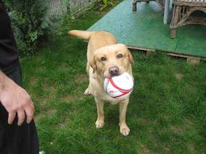 caut femela labrador monta