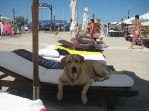 caut femela labrador monta