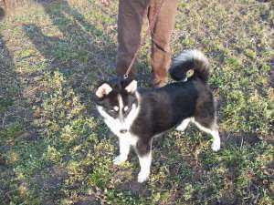 huski siberian