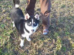 huski siberian