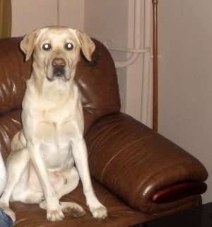 OFER LABRADOR  PT MONTA
