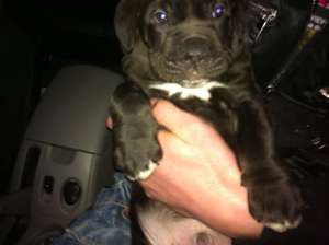 vand pui CANE CORSO