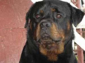 Rottweiler