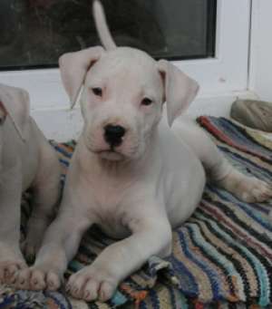 vand pui dog argentinian