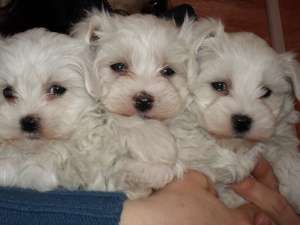 Vand pui Bichon Maltese