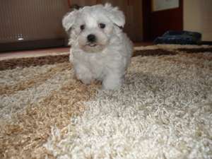 Vand pui Bichon Maltese